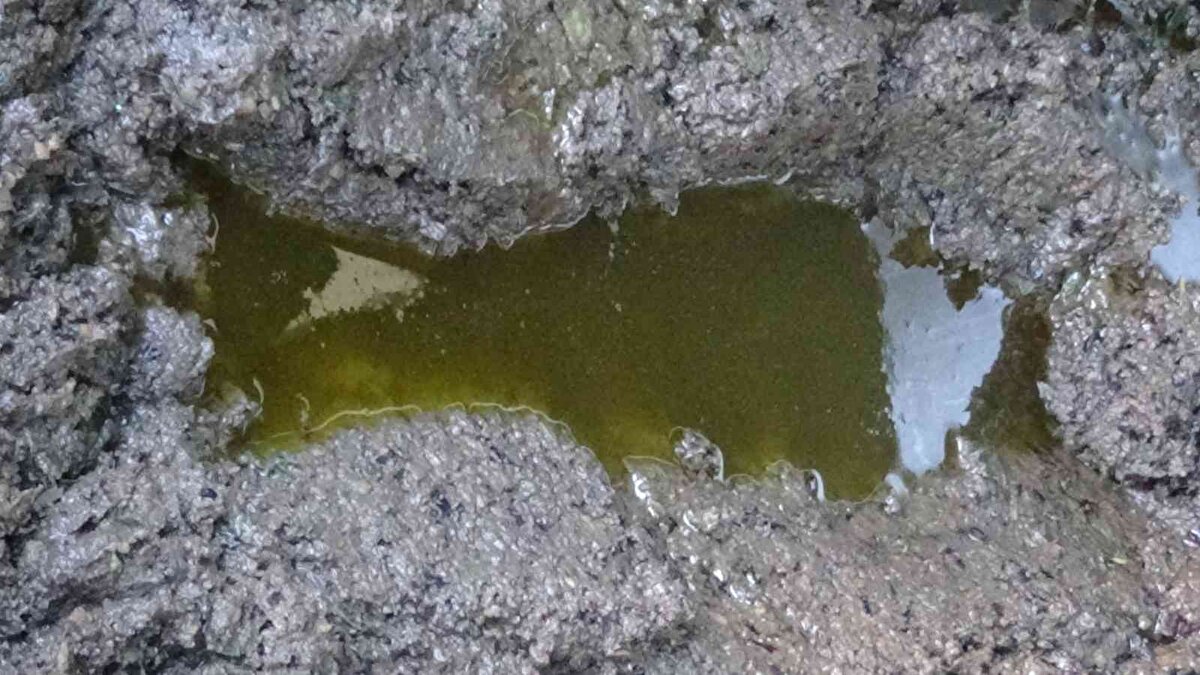 Zeytin sütü üretimi yapan Erdinç Tügen “Zeytin sütü tabiri zeytin tanesini iki parmağınızın arasında sıkıştırdığınızda beyaz bir şekilde avcunuzun içine damlar. Bu beyazlık zeytindeki saflığı, anne sütü gibi olduğu içinde süt ibaresini buradan alır. Zeytin tanesinin içinden damlayan o damlacık zeytinin ilk yağıdır. Saf, tamamen doğal ve anne sütüne benzeyen ilk yağıdır. Zeytin sütü tabiri buradan çıkmıştır” dedi.<br><br>