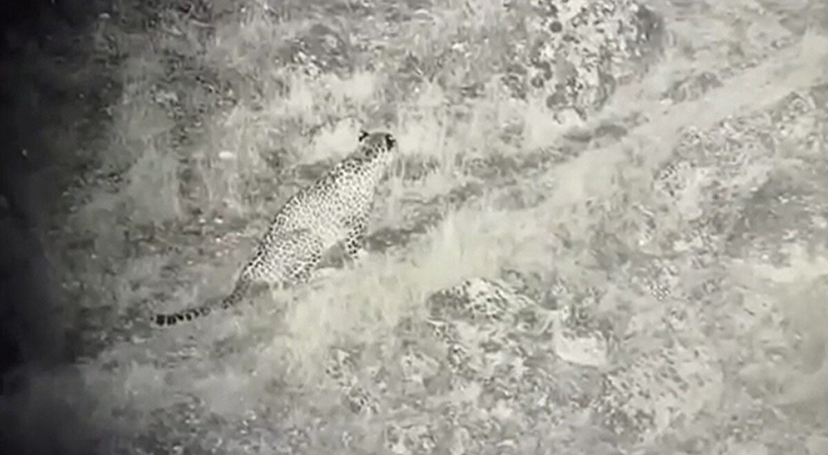 Yaklaşık 30 yıldır Parsın ülkemizde yaşadığına dair basın açıklamaları yapan Prof. Dr. Başkaya, 2004 yılında yayınlanan bilimsel makalesinde Parsın Doğu Karadeniz Dağlarında yayılış gösterdiğini ayak izlerinden ortaya koyduklarını belirtti. Anadolu Parsı'nın en son 1970 yılında görüldüğünü ifade eden Prof. Dr. Başkaya, "Bugün ise ülkemizin Trakya Bölgesi haricinde hemen her bölgesinde Parsa rastlayabilirsiniz" dedi.<br><br>