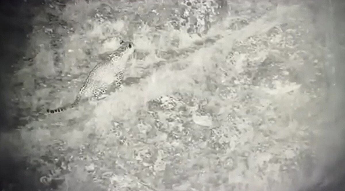 Pars popülasyonları üzerine, Kuzeydoğu Anadolu'daki; Giresun, Trabzon, Rize, Gümüşhane, Bayburt, Artvin, Ardahan, Kars, Erzurum, Sivas, Erzincan ve Bingöl yörelerinde, iki adet Doktora tez çalışmasının, KTÜ'de, 2018 yılında tamamlandığını belirten Başkaya, "Tek sorun, kamuoyunun Pars ile ilgili olarak yeterince bilgilendirilememiş olmasıdır" diye konuştu.<br><br>