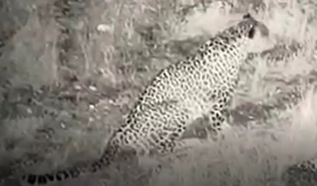 Karadeniz Teknik Üniversitesi Orman Fakültesi Yaban Hayatı Ekolojisi ve Yönetimi Bölümü Öğretim üyesi Prof. Dr. Şağdan Başkaya, Pars popülasyonlarının giderek daha da iyileştiğini gözlemlediklerini, bugün, Doğu, Güneydoğu, Karadeniz ve Akdeniz bölgelerine ilaveten, Güney Marmara, İç Ege ve İç Anadolu'nun birçok yerinde de Pars'ın yaşadığına dair iz, belirti, fotoğraf ve filmler elde ettiklerini söyledi.<br><br><br>