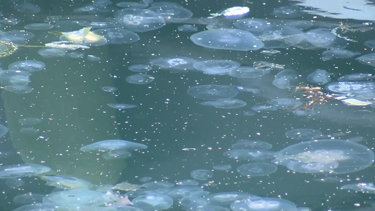 İstanbul'un kıyı kesimlerinde denizanalarındaki artışı değerlendiren İstanbul Üniversitesi Su Bilimleri Fakültesi Dekanı Prof. Dr. Melek İşinibilir Okyar, "Denizanası 5-10 yıllık rutin olarak görülmeye başladı. Her yıl bu mevsimlerde denizanalarının sayılarında böyle bir artış görülüyor" dedi.<br><br>