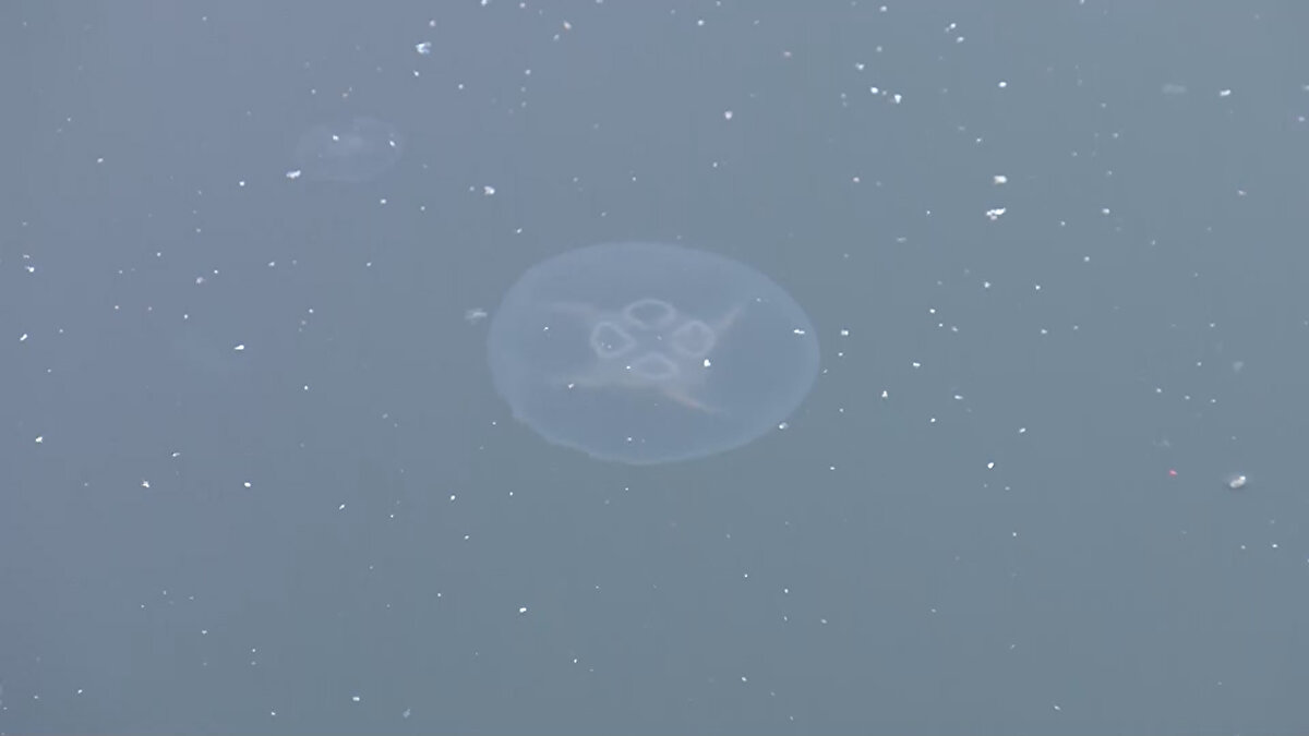 Sıcaklığın artışı, ortam koşulları ve aşırı balık avcılığının denizanalarının artmasına neden olduğunu belirten Prof. Dr. Okyar, "Denizanaları aşırı çoğaldıklarında hem balıkların besini üzerinden rekabet haline giriyor, hem de balıkların yumurta ve larvalarını tüketiyor" diye konuştu.<br><br>