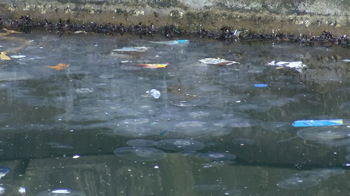 Geçen sene oluşan denizanası istilasına değinen Prof. Dr. Okyar, "Geçen sene lodos ve akıntı sistemine bağlı buzdağının görünmeyen kısmı görünmeye başlamıştı. Şimdi de geçen sene olduğu gibi bir durum söz konusu. Yoğun bir şekilde denizanaları var. Bizim bu süreçle ilgili yapabileceğimiz şey Marmara Denizi'ni koruma konusunda alınan kararların ciddi şekilde uygulanması" ifadelerini kullandı. <br><br>
