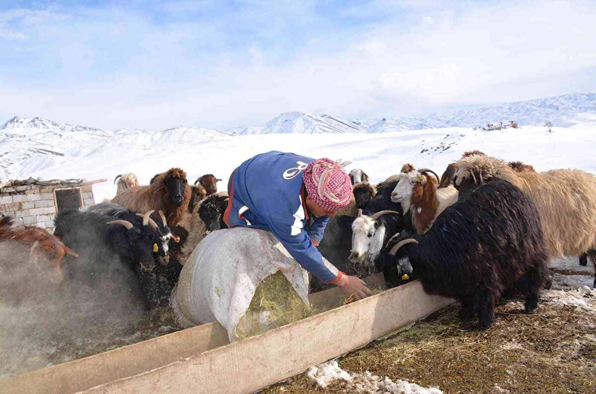 Ancak 62 yaşındaki Abdulmenav Aslan, 4 yıldır tek başına 2 at, 1 köpek ve 25 koyunuyla eksi 30 derecede Faraşin Yaylası'nda hayatını sürdürüyor.<br><br>