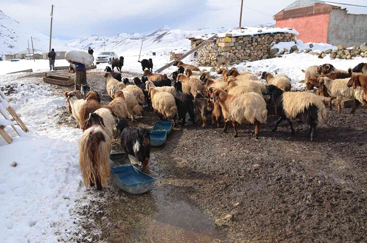 Kürtçe konuşan Aslan, 4 yıldır yaylada tek başına yaşadığını söyledi. Ömrünün bu yaylada geçtiğini ifade eden Aslan, “Şehir hayatını sevmiyorum, çok bunalıyorum. Hanke köyünde kalıyorum." dedi.<br><br>