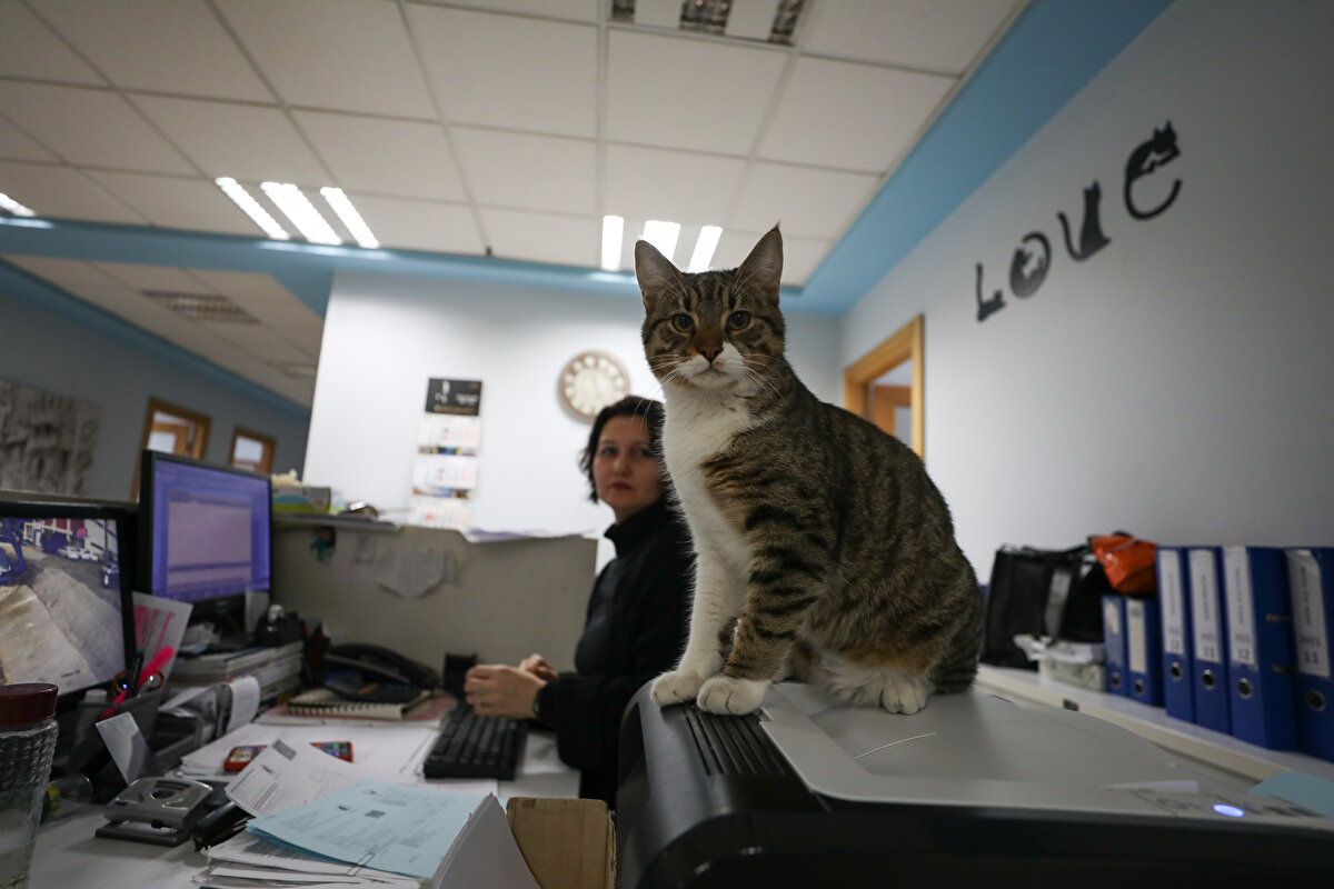Hasta olan can dostlarının tedavileriyle de kendisi ilgilenen Uzsoy, çalışma odasına koyduğu özel yastıklar sayesinde tüm gününü onları severek geçiriyor.<br><br>
