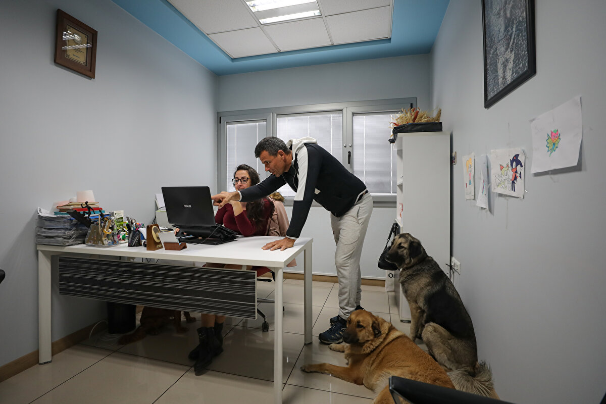 "Can dostlarımla olduğum zaman kendimi huzurlu hissediyorum"<br><br>İş insanı Can Şafak Uzsoy, AA muhabirine, sokakta yaralı ya da bakıma muhtaç bir hayvan gördüğü zaman çok üzüldüğünü belirtti.<br><br>Fabrikasını kurduğu günden bu yana 100'den fazla kedi ve köpeğe baktığını dile getiren Uzsoy, şöyle konuştu:<br><br>"Ponçik ismini verdiğim köpeğimin sokakta üzerinden beton mikseri geçmiş, özel bir veterinere götürüp ameliyat yaptırdım. Artık her sabah bizimle koşuyor. Onların hepsi bizim için bir evlat. Can dostlarımla olduğum zaman kendimi huzurlu hissediyorum. İstedikleri tek şey bir kap yemek ve sevgi. Müşterilerimizin bazıları da ilk zamanlar yadırgadı ama onlar da özenip kedi ve köpek beslemeye başladılar. Artık komşularımız da köpek beslemeye başladı."