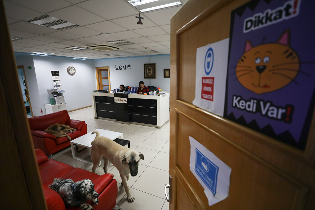  Fabrikanın muhasebe bölümünde çalışan İlknur Kula da her geçen yıl can dostlarının çalıştığı ortamdaki sayısının arttığını, kedi ve köpeklerin çok iyi anlaştığını söyledi.<br>