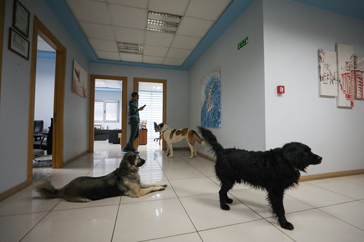 Asıl sürprizi ise fabrikanın sahibi Can Şafak Uzsoy'un makam odasında yaşıyorsunuz. Odaya adım attığınızda onlarca köpek bir odada, koltuklar dahi onlara ayrılmış. Kimi pencere kenarında uyuyor kimi su içiyor kimi de Uzsoy ile oyun oynuyor.<br><br>