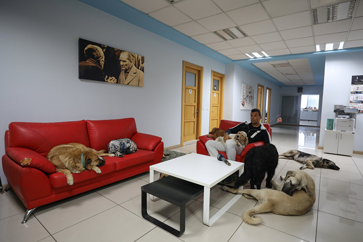 Mesaisini yanlarına gelen köpekler ya da masalarına çıkan kedilerle geçiren çalışanlar da can dostlarıyla olmaktan memnun. Fabrika çalışanlarının toplantılarının kedi ve köpeklerin bulunduğu ortamda gerçekleştirilmesi, ilginç görüntüler ortaya çıkarıyor.<br><br>