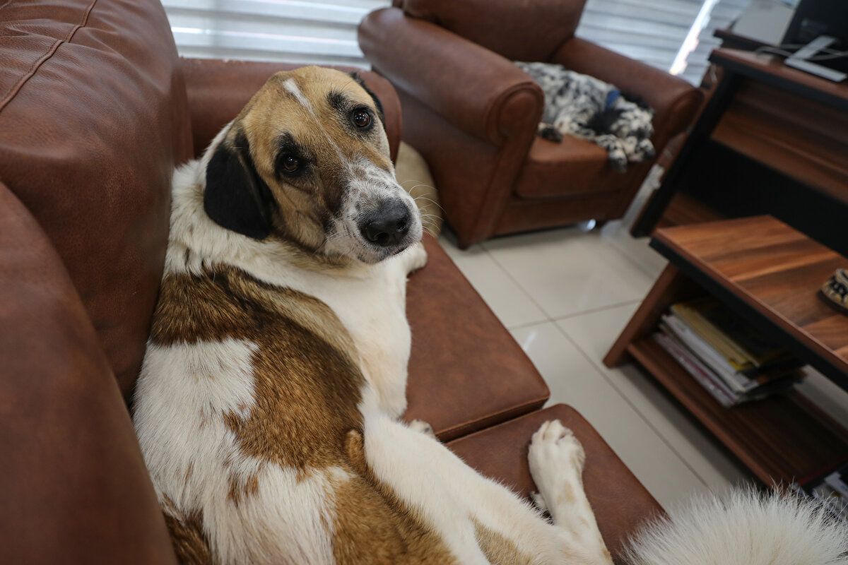  Onlar bizim işteki motivasyonumuzu da arttırdı. Ponçik üzüntülü olduğum zaman yanıma geliyor, patileriyle 'beni sev' diyor. O zaman tüm üzüntümü unutuyorum." diye konuştu.<br><br>