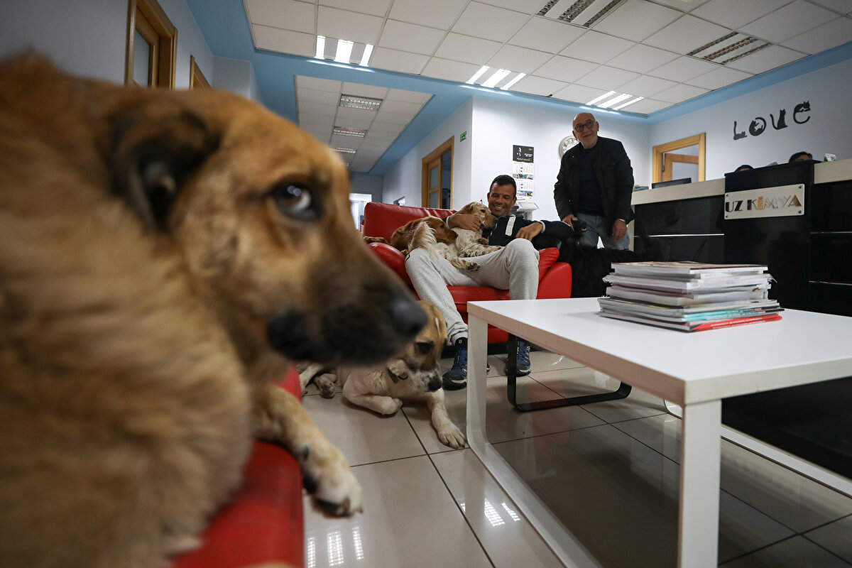 Can Şafak Uzsoy, her sabah köpekleriyle yaptığı 1,5 saatlik doğa yürüyüşünün ardından onlarla birlikte fabrikadaki mesaisine başlıyor.<br><br>