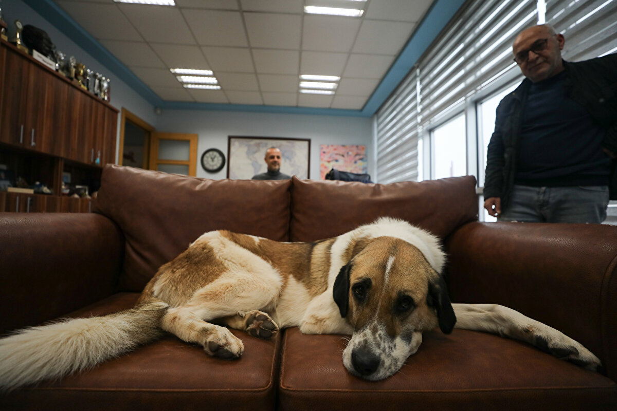 Fabrika personeli ise bu duruma bir hayli alışmış durumda. Onlar için aslında şaşırtıcı bir durum yok çünkü yıllardır bu sokak hayvanlarıyla iç içe mesai yürütüyorlar.<br><br>