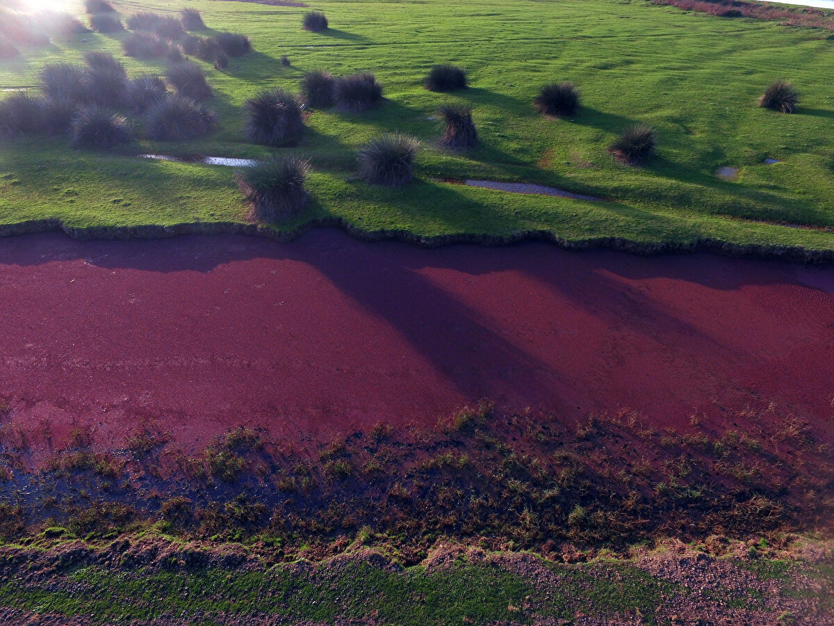 Bitkinin uygun koşullar altında bir iki haftada biyokütlesini ikiye katlama potansiyeli bulunduğuna işaret eden Yalçın, "Bu bitkinin birçok özelliği var. Aynı zamanda suyu temizlemesi, biyokütle enerjisi olarak kullanımı gibi fonksiyonlarından dolayı 'yeşil altın madeni' olarak adlandırılıyor. Avrupa ve dünyada 7 farklı türü var. Eksi 5 ila artı 35 derecede yayılış gösteriyor. Uzak Doğu'da çeltik tarımında, içerdiği azot miktarı nedeniyle yeşil gübre olarak kullanılıyor" dedi.<br><br>