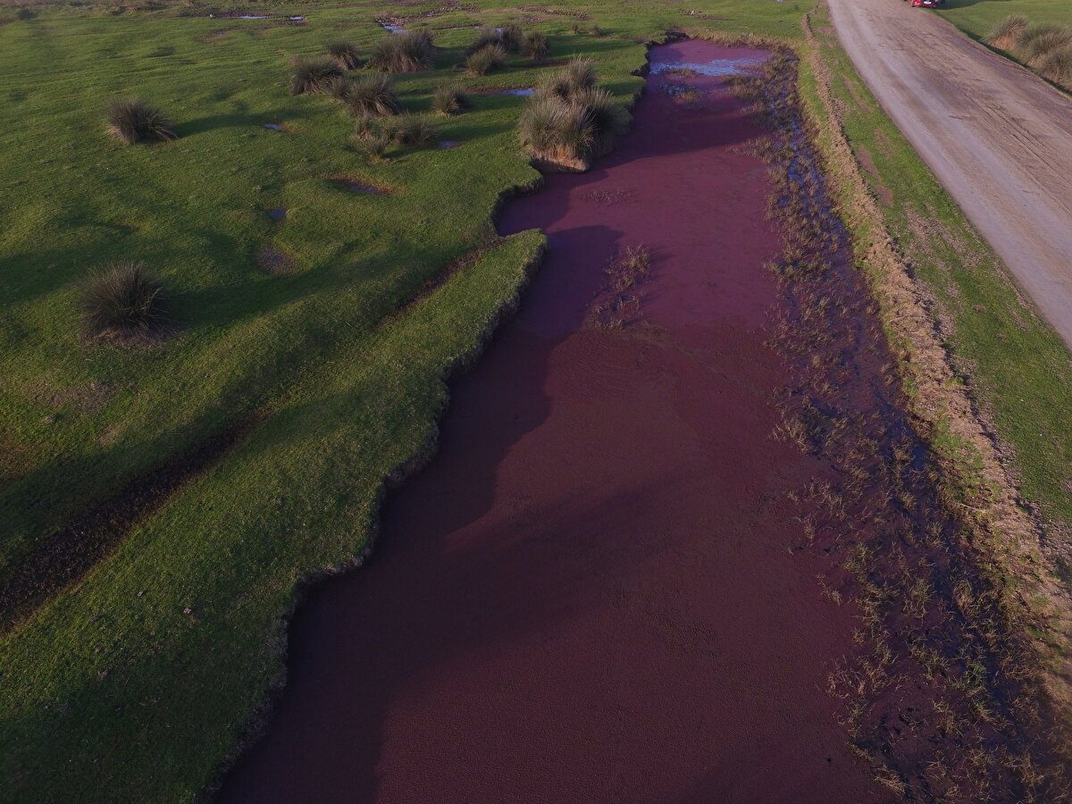 Kızıl eğrelti otunun yüksek miktarda azotu depolayabildiğini, doğadaki ağır metalleri ortamdan uzaklaştırdığını anlatan Yalçın, bundan dolayı tarımsal alanlarda kullanılabileceğini belirtti.<br><br>