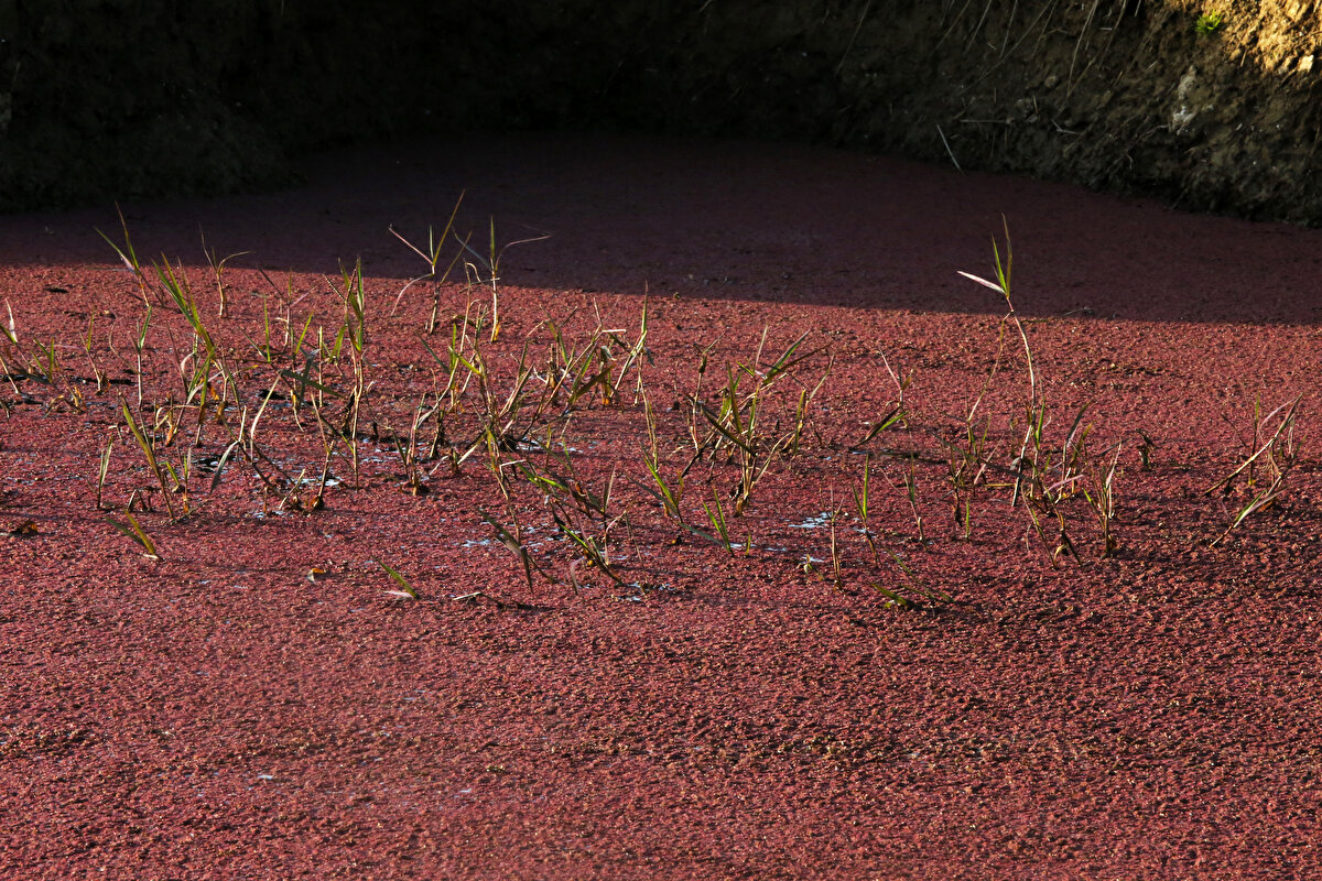 Ondokuz Mayıs Üniversitesi (OMÜ) Fen Edebiyat Fakültesi Biyoloji Bölümü Botanik Ana Bilim Dalı Başkanı Prof. Dr. Erkan Yalçın, su eğrelti otunun yeşil yapraklarının renginin güçlü güneş ışığı, düşük sıcaklık ve olumsuz çevresel koşullarda antosiyanin sentezinin teşvik edilmesiyle kırmızıya döndüğünü söyledi.<br><br>
