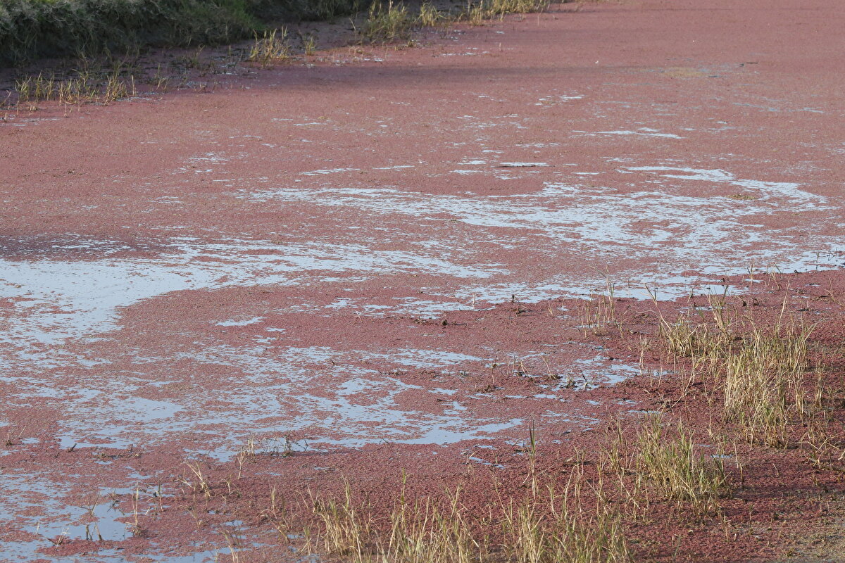 Bitkinin yayılım gösterdiği Kızılırmak ve Yeşilırmak deltalarının bulunduğu bölgede fındık, çeltik ve diğer tarımsal üretimler yapıldığını dile getiren Yalçın şunları kaydetti:<br><br>"Çeltik yetiştiriciliği yapıldığı bölgede kimyasal gübre yerine bu bitki, iyi bir organik azot kaynağı olacaktır. Bunun yanında söz konusu bitki, çeltik tarlalarında yüzey suyunun buharlaşmasını azaltarak suyun daha etkili şekilde kullanımına olanak sağlayabiliyor. Bundan dolayı bölgede çeltik ve fındık tarımı açısından bu bitkinin kullanımının teşvik edilmesi, bölgesel çalışmaların yapılması ve çiftçilerin bilgilendirilmesi de önem taşımakta."