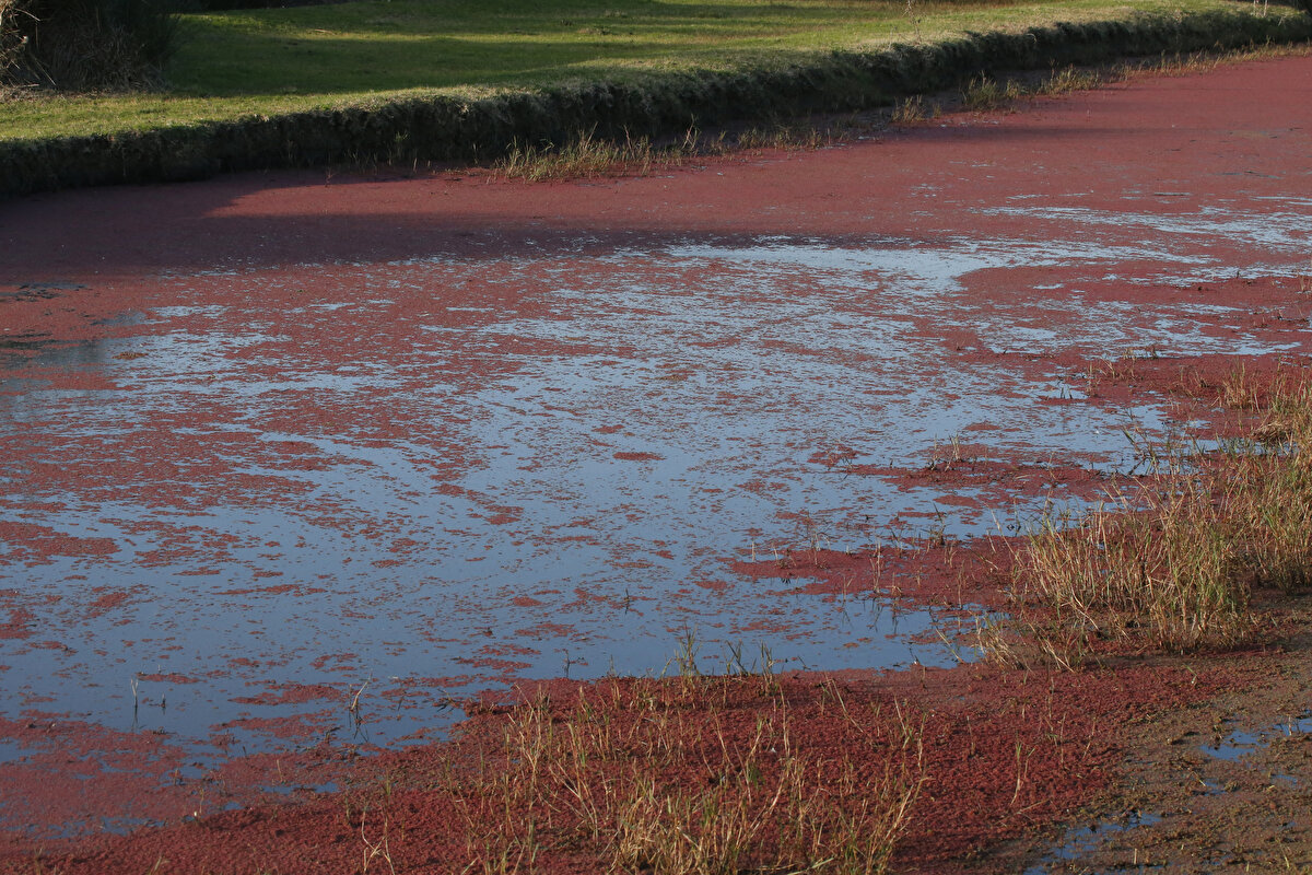 "Böyle bir ortamda insan yaşamını sürdürebilmek ve gelecek nesillerin hayatını devam ettirebilmesi için alternatif stratejilerin araştırması ve geliştirilmesi gerekir. Doğal hayatın ve ekolojik dengenin korunması için pestisit ve kimyasal gübre yerine alternatif olabilecek organik tarım sistemlerinin geliştirilmesi önem taşıyor. Kızıl eğrelti otu bitkisi çok işlevli olup, tarımda biyogübre olarak, hayvan yeminde, insan beslenmesinde, biyogaz üretiminde, gıda ve ilaç endüstrisinde, yabani ot, sivrisinek kontrolünde, atık su giderimi ile ağır metal uzaklaştırması gibi çeşitli alanlarda kullanılması büyük önem taşımaktadır"<br><br>