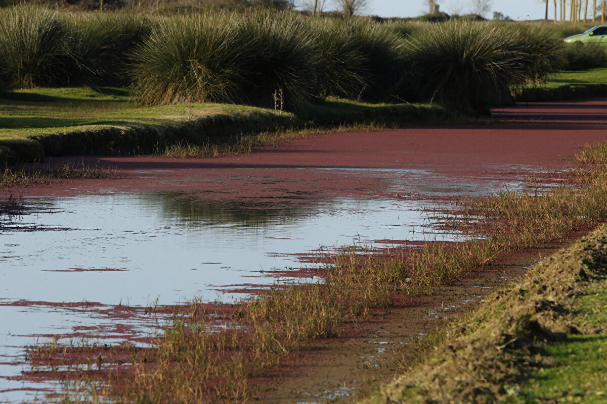Yalçın, insan kökenli yoğun yerleşim ve kullanım şartlarının meydana getirdiği çevresel sorunlar sonucu dünyanın hızlı şekilde kirlendiğini vurgulayarak şöyle devam etti: