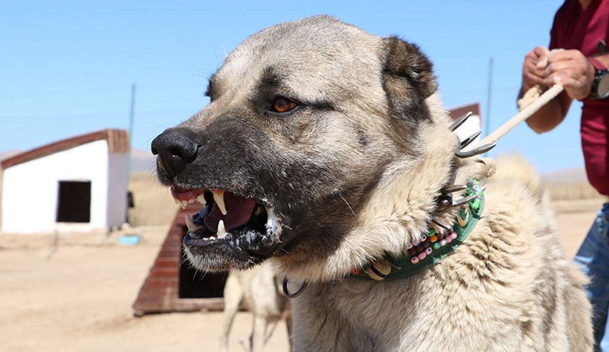 Sivas’ta Kangal köpeği yetiştiricisi Hüseyin Yıldız “Pitbull köpeğini nasıl yetiştirirsen yetiştir, sonunda saldırganlığa doğru yöneliyor. Suç dosyaları kabarık olan kişilerin eline geçince de saldırganlıkları daha da artıyor. Yaralama eğilimi yüksek olduklarından elden çıktıklarında her şeyi yapabiliyorlar. İkili saldırılar ise Pitbull köpeklerinde en çok korktuğumuz durum. Asiye kızımızın da başına gelen bu. Köpek hedefe kitleniyor, orada ne yaparsan yap fayda etmiyor. Kesinlikle bunlar yasaklanmalı. Ülkemizde bunun önüne geçilmeli.