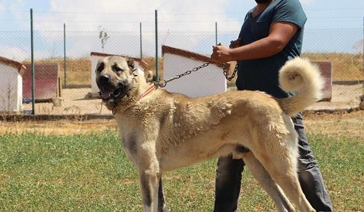 Bire bir saldırı asla yok. Kaldığımız sitede altı yıldır duruyor, tek bir olumsuzluğunu duyan yok. Oynayabildiğin kadar oyna. Ürettiğimiz çiftlikler var, oraya da her gün en az 25 araç geliyor. Aileler çocuklarını alıp gönül rahatlığıyla ziyaretler gerçekleştiriyor” dedi.<br><br>