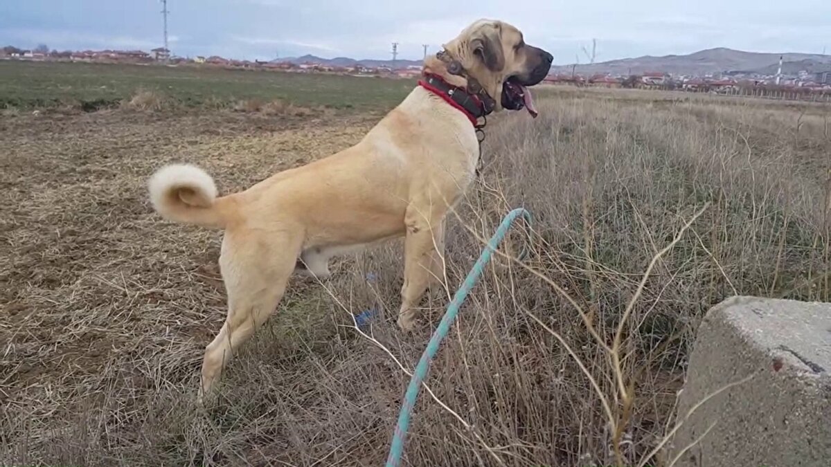 Kangal bunların aksine narindir, çocuklara karşı özel bir koruyuculuğu vardır. Sevgi doludur. İçten koruma içgüdüsüne sahiptir. O yüzden kendi ırklarımızın daha değer kazanması gerekir. Bu işin içinde olan birisi olarak ben bile korkuyorum. Çocuklarımı kendim okula götürüyorum” diye konuştu. Köpeklerin sahibi tarafından kendi egoları için kullanıldığını ve bir güç gösterisine dönüştürüldüğıünü belirten uzmanlar, önemli uyarılarda bulundu: Sahipleri, köpeği kötü eğitiyor ve yönlendiriyor. Ardından onların elinde bir silaha dönüşüyor. Köpeğin genetiği ısırmaya endeksli. Kanuni düzenlemeler yapılmadığı için hayvanları suça karıştıranlara bunun için de ayrı bir ceza verilmiyor.<br><br>Kangal, akbaş, boz, malaklı, Karadeniz çoban köpeği, zerdava, saluki ve Osmanlı zağarı.Kaynak: Türkiye Gazetes