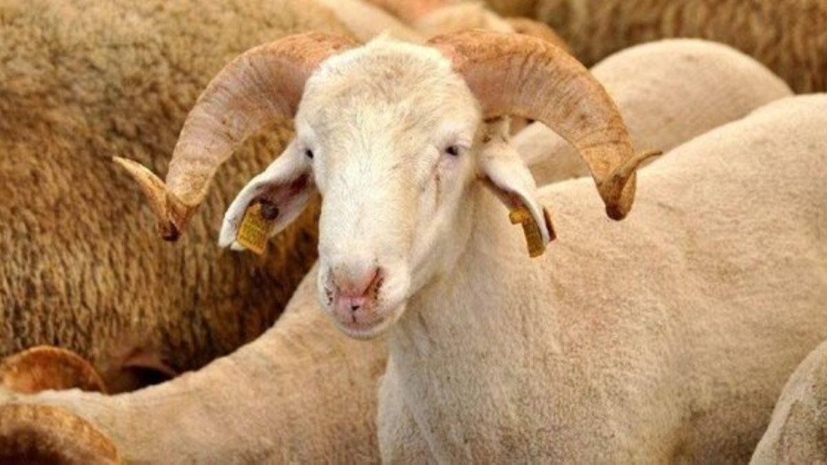 2022 Kurban Bayramı<br><br>2022 Kurban Bayramı tatili aksi ilan edilmediği sürece 4,5 gündür. Kurban Bayramı 1. günü 9 Temmuz Cumartesi, 2. günü 10 Temmuz Pazar, 3. günü 11 Temmuz Pazartesi ve 4. günü ise 12 Temmuz Salı günüdür. 8 Temmuz Cuma Kurban Bayramı arifesi öğleden sonra yarım gündür.