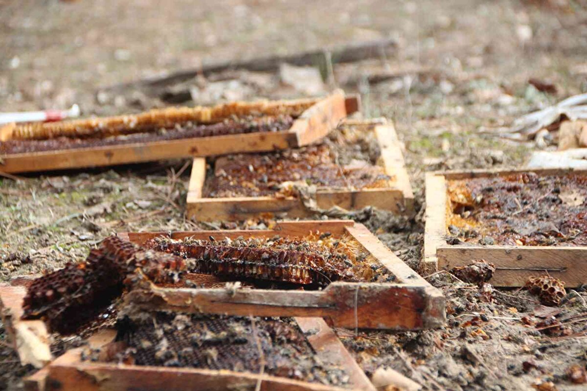 Bilecik merkeze bağlı Çukurören köyünde arı üreticiliği yapan Ali Osman Özkan, 60 kovan arısını hem hırsızlardan hem de yabani hayvanlardan korumak için etrafına elektrikli tel yaptırdı. Sabah saatlerinde arılarına bakmaya gelen adam kovanlarını parçalanmış ve balları yenmiş bir şekilde buldu.<br><br><br>