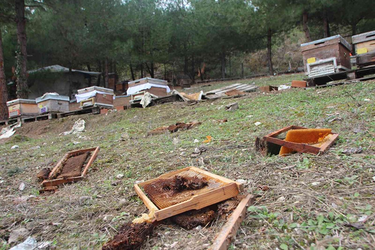 Konuyu duyup hemen olay yerine gelen Köy Muhtarı Muhittin Dündar şaşkınlıklarını dile getirerek, "Köyümüz halkından Ali Osman Özkan'ın arılarına ayılar görmüş olduğunuz gibi peteklerini çıkararaktan zarar vermişti. Ne kadar önlemini de alsa aralıklarla geliyorlar, alışmışlar. Bu şekilde zarar veriyorlar. Görmüş olduğunuz gibi ilerde elektrik tellerinin altını oyarak, altından o şekilde geçmiş. İyice eşelemiş. Korumak için elektrik telleri var ama onları oyarak ayılar geçmiş. Ortalama 60-70 kovandan şuanda çalışan 3 tane arı kovanı kaldı" dedi.<br><br>