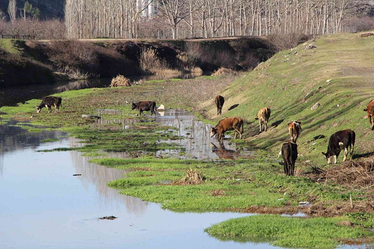 Bölgede son iki yıldır ciddi bir kuraklık yaşandığına değinen Karan, “Geçen seneden beri yağan yağmurlar ancak toprağın yüzünü ıslatabiliyor. Kar yağmasını bekliyoruz. Kar yağarsa ırmak ve barajlar dolacak. Güzel bir sezon geçirmeyi ümit ediyoruz. Ama şimdilik bir yağış yok” şeklinde konuştu.<br><br>