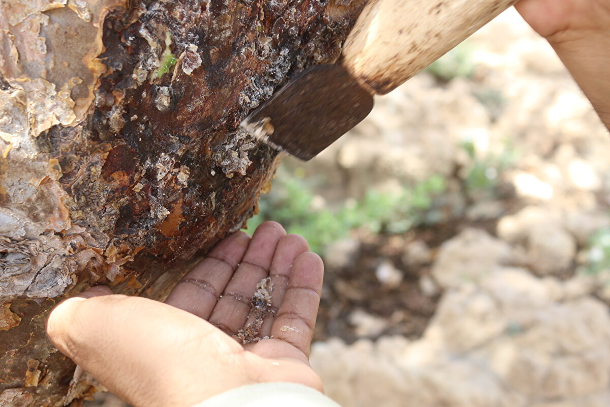 Bu ağacın El-Cevheri adı verilen türünün tıp alanında kullanılırken, güzel bir kokuya sahip Eş-Şezri ise tütsü yapımında kullanıldığını, Umman'da 