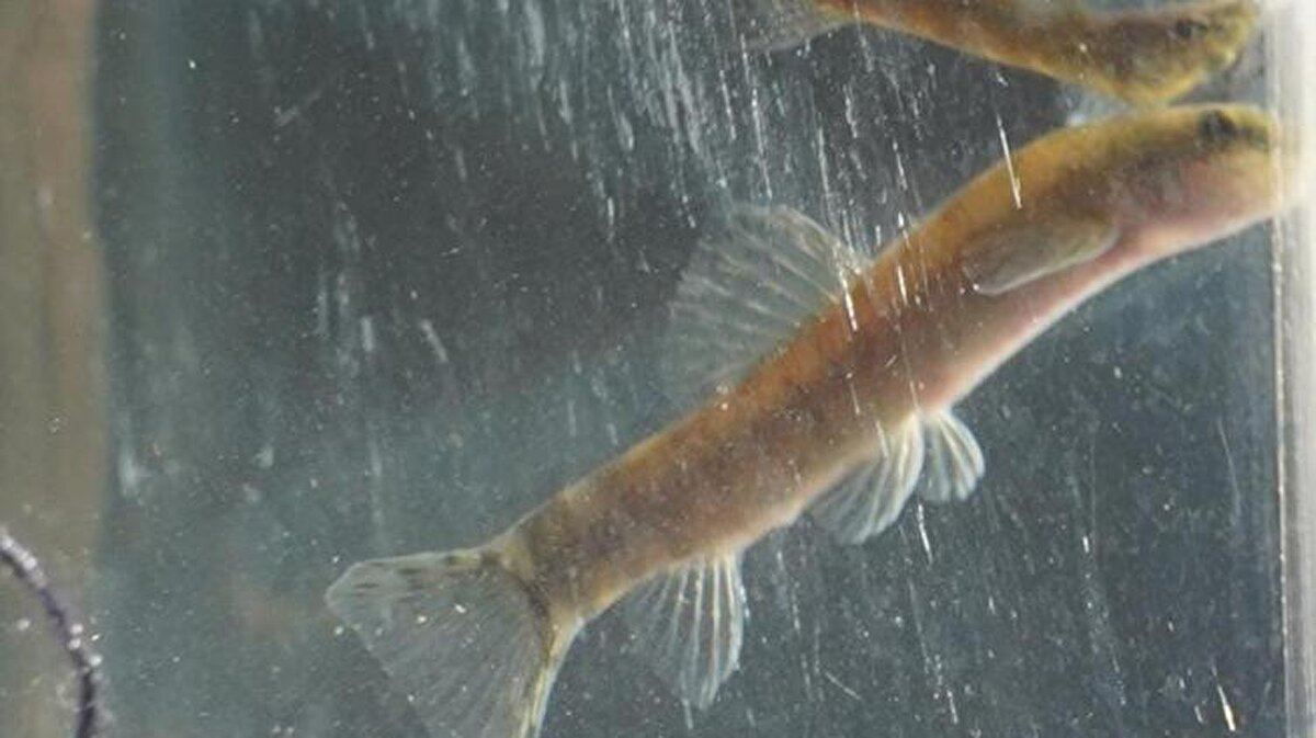 DEVA Partisi Genel Başkan Yardımcısı Mehmet Emin Ekmen de sosyal medya hesabından İngilizce olarak Leonardo Dicaprio’ya, “Batman bantlı çöpçü balığı'nın bulunma mucizesini ilk elden gözlemlemek ve ülkemizin doğal güzelliklerine tanık olmak için seni şehrimizde misafir etmek istiyoruz” çağrısında bulundu.<br><br>