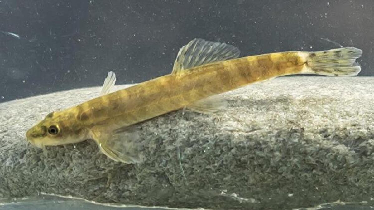 Dünya Doğayı ve Doğal Kaynakları Koruma Birliği (IUCN) tarafından kırmızı listeye alınarak neslinin tükendiğine inanılan, Shoal adlı Doğa Koruma Örgütü'nce dünyanın en çok aranan 10 balık türü arasında yer alan Batman bantlı çöpçü balığını tespit ettiklerini ifade eden Doç. Dr. Kaya, Araştırma Görevlisi Dr. Münevver Oral ile Sarım Deresi ve Sason Çayı'ndaki arazi çalışmalarında bu balığa rastladıklarını aktardı.