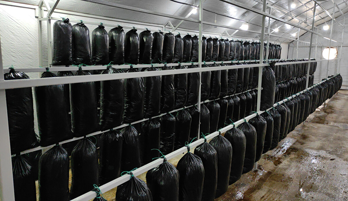 Kentte 8 yıldır TIR şoförlüğü yapan Mehmet Kelen, kendi işinin patronu olma hayaliyle araştırma yaptı. Mantar üreticiliğini inceleyip, gittiği bölgelerde üreticilerden bilgi alan Kelen, kentte istiridye mantarı yetiştirmeye karar verdi.