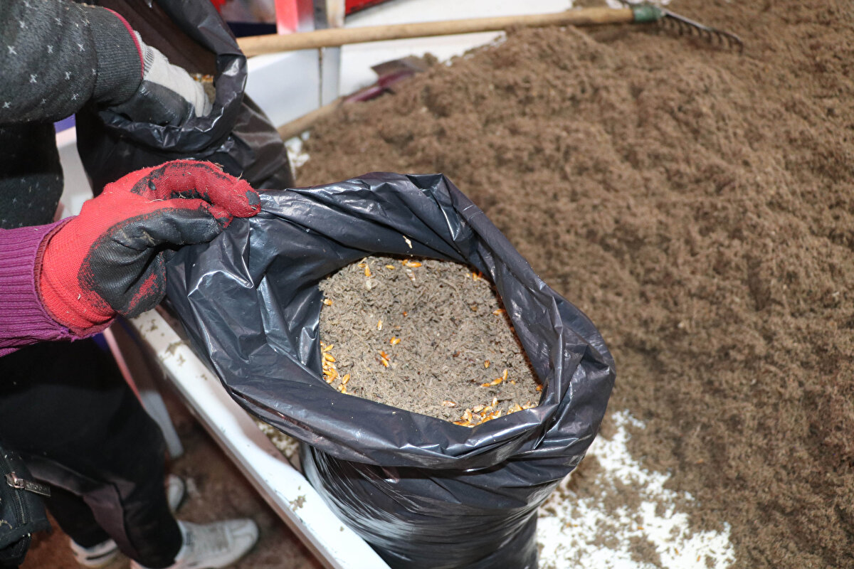 Kelen, hijyenik ortamda 45 günde ürettikleri yaklaşık 4 ton istiridye mantarını kilogramını 20-25 liradan sattıklarını söyledi. Kelen'in hayalindeki tesisi kurmasında maddi destek sağlayan ortağı Sebahattin Şimşek de bir yıllık süreçte ürettikleri istiridye mantarı ile Burdur'daki tüketimin yüzde 50'sini karşıladıklarını belirtti.