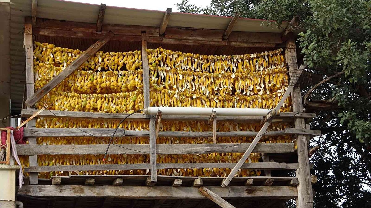 Limonu dalında kalan Ahmet Yiğenoğlu limonun kabuklarını soymak için ailesiyle birlikte yoğun bir mesai harcadıklarını belirterek, "Doğudan gelenler 50 kuruşa limonları aldı. Kalanları da böyle kurutuyoruz. Soyup tek tek asıp kuruttuktan sonra tüccara veriyoruz. 