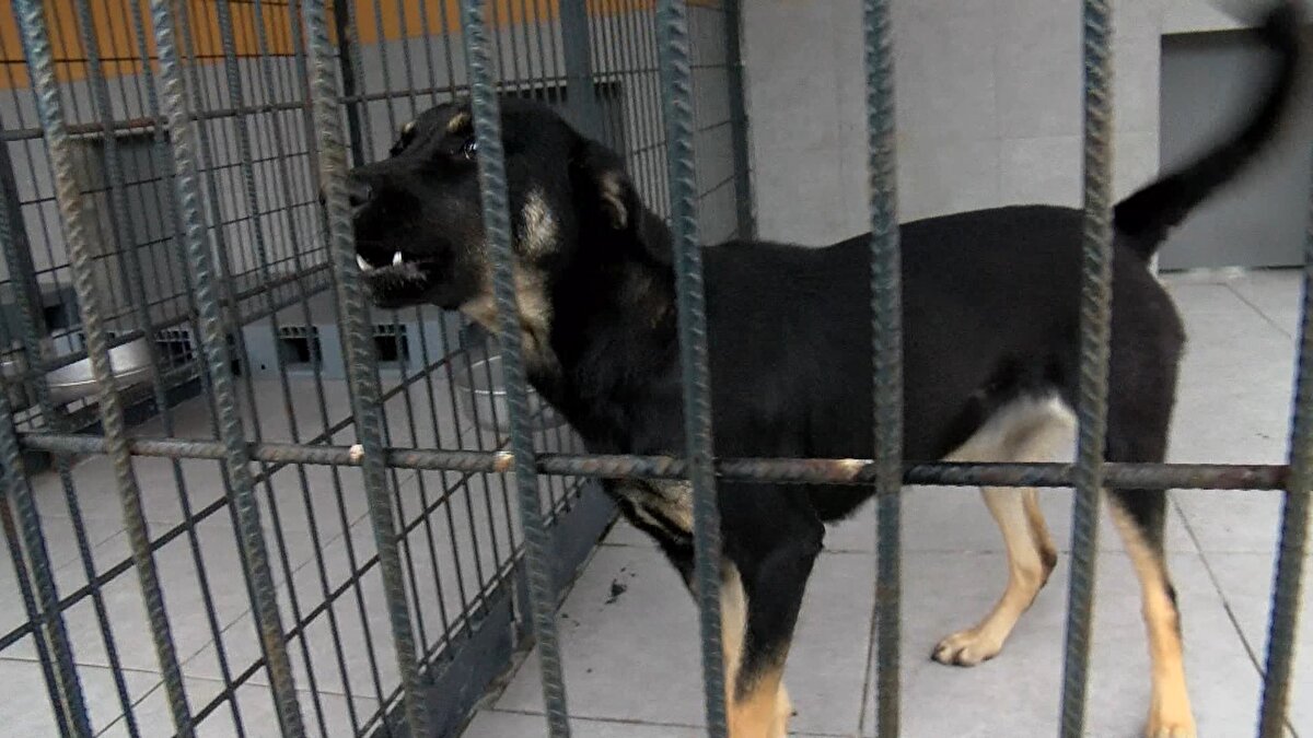 İstanbul Büyükşehir Belediyesi'ne ait hayvan bakım evlerine 7 Aralık'tan itibaren 35 yasaklı tür olarak belirlenen köpek ırkı bırakıldı.<br><br>İBB Veteriner Hizmetleri Müdürlüğü'ne bağlı Kemerburgaz Hayvan Geçici Bakımevi Yetkilisi Serap Baytemir Gülmez terk edilen köpeklerle ilgili son durumu anlattı. Serap Baytemir Gülmez, yasaklı türler olarak belirlenen köpek ırklarının son 1 ay içerisinde terk edildiklerini belirterek, "Son 1 ayda 35 yasaklı ırk olarak belirlenen köpek terk edildi. Açıkçası onların bu şekilde sokağa terk edilmesini istemiyoruz. Köpeklerinden vazgeçeceklerse muhakkak bakım evlerine getirilmeli.  Biz gelen köpekleri kısırlaştırıp ömürlerinin sonuna kadar misafir edeceğiz" dedi.<br><br>