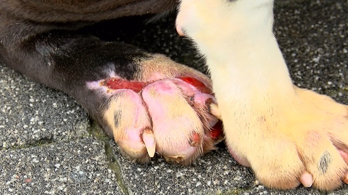 Sahipleri, bakamamaları halinde bu ırktan hayvanları belediyeye ait en yakın bakımevine bırakabilecek. Hayvan bakımevleri, yeni kanundaki değişiklik kapsamında, teslim edilen hayvanları kabul etmek zorunda olacak.<br><br>