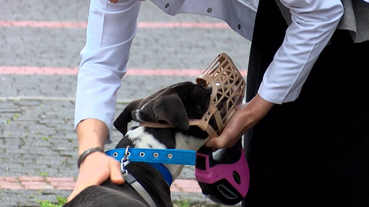 Temmuz ayında yürürlüğe giren 7332 sayılı Hayvanları Koruma Kanunu ile Pitbull Terrier, Japanese Tosa, Dogo Argentino, Fila Brasileiro türlerini veya bunların melezlerini üreten, sergileyen, takas eden, ülkeye girişini, satışını, reklamını yani bu hayvanların ticaretini yapanlara hayvan başına 2021 yılında 11 bin TL idari para cezası verilmesi kararlaştırıldı.<br><br>Yasa uyarınca 2022 yılında ise bu ceza 14 bin 982 TL'ye yükseldi. 