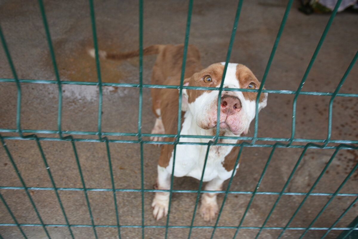 'Hayvanları Koruma Kanunu'na göre bu hayvanlar, veteriner kliniklerinde kısırlaştırılacak ve mikroçip takılacak.