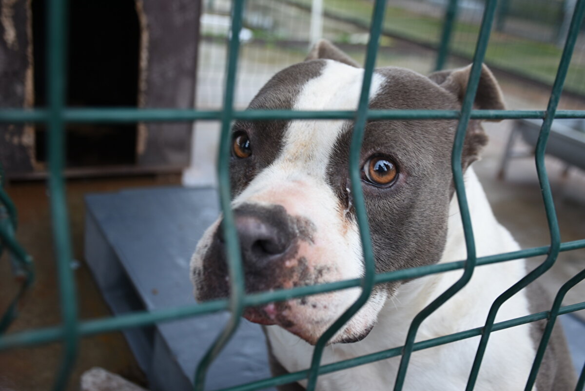 Edirne'de yasaklı ırk köpeklerin toplanması nedeniyle barınaklar dolup taştı.