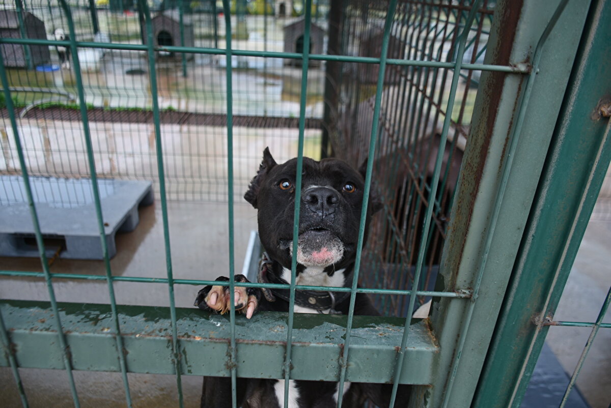Merkezin veteriner hekimi Soyuhan Barlas, yasaklı ırk köpeklerin sahiplerince kısırlaştırma yaptırmadan sokağa terk edildiğini söyledi.