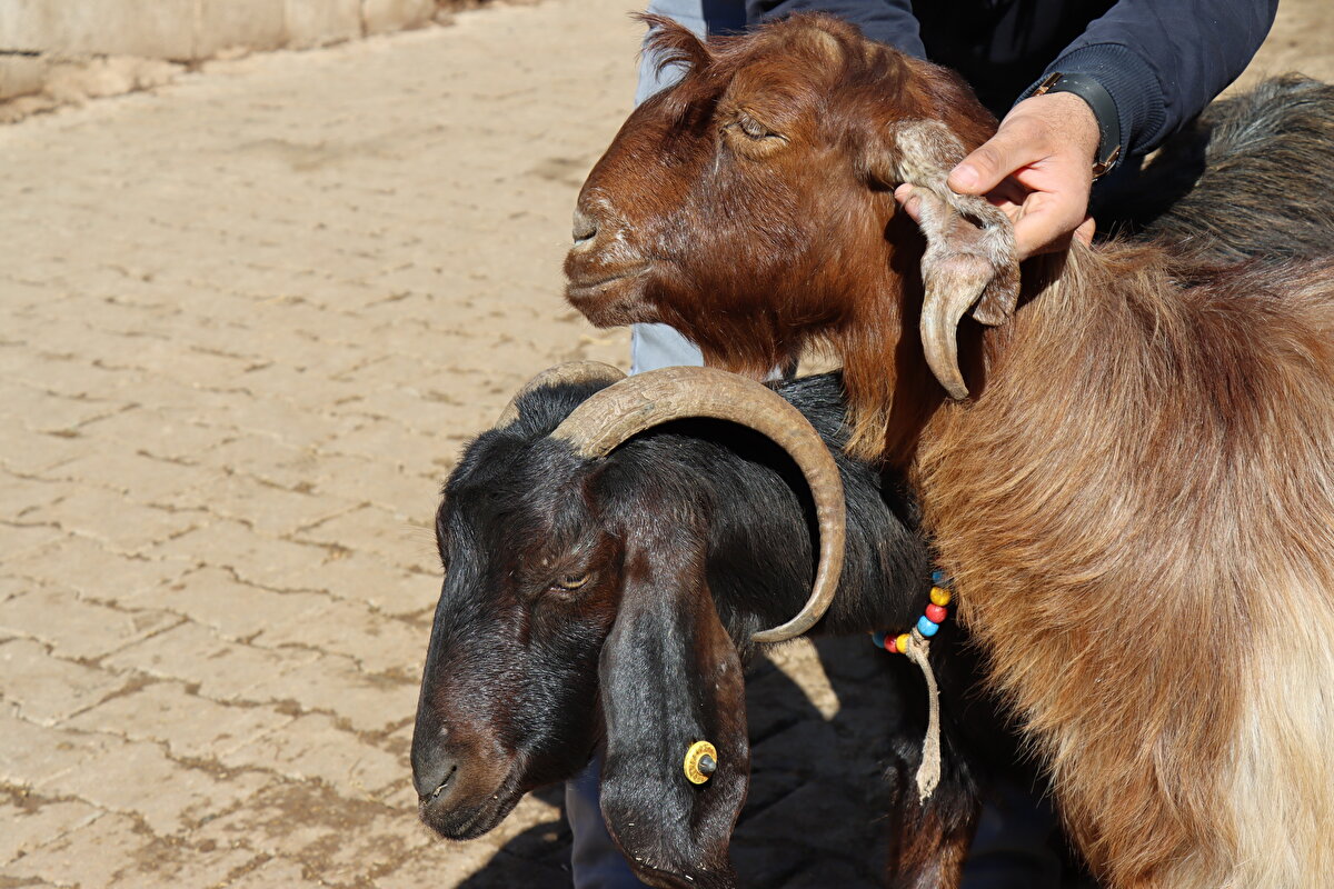 Sarıkurt, kulakta çıkan boynuzun keçinin sağlığına bir zararının olmadığını belirtti.