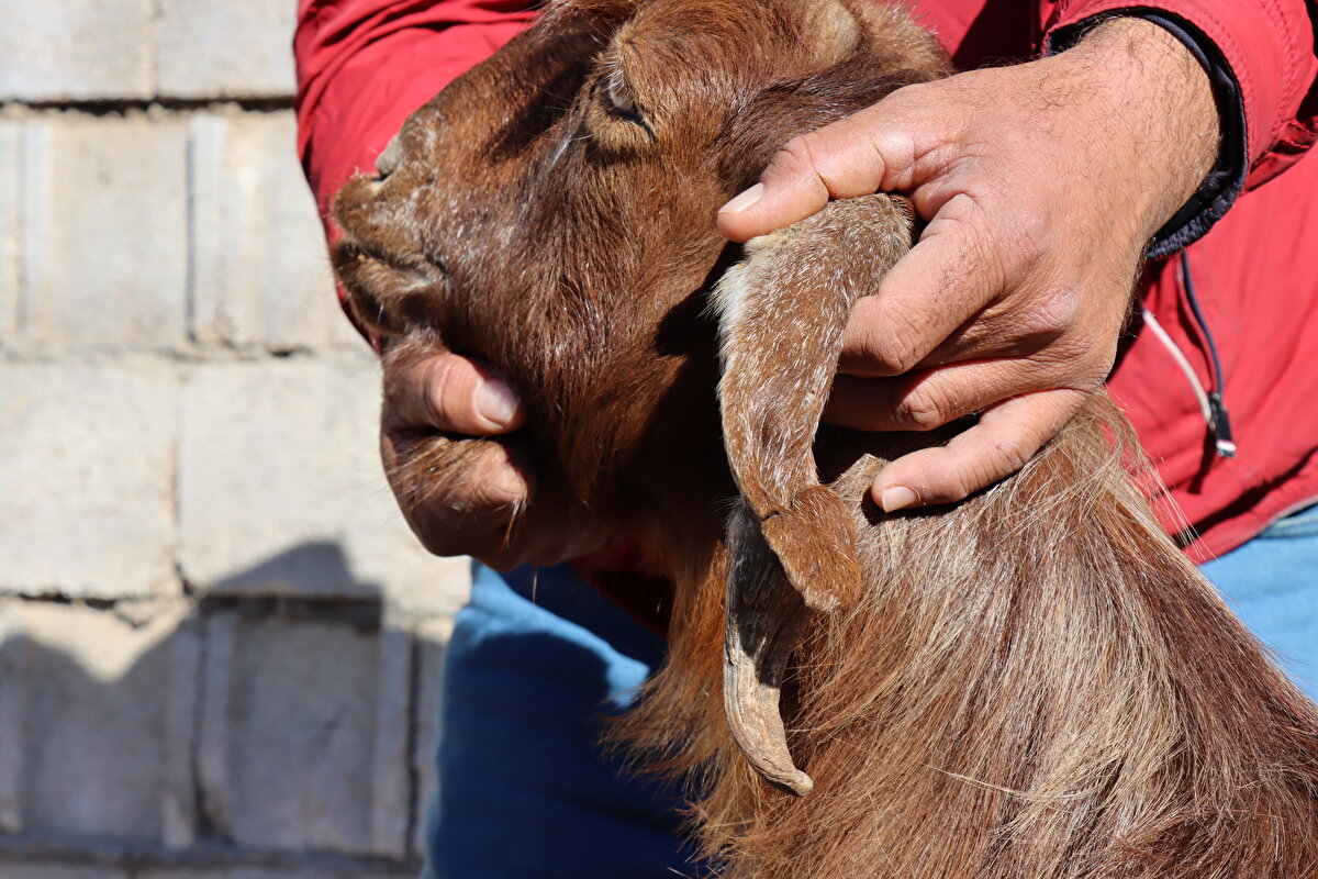 İlk defa kulağında boynuz çıkan keçiyle karşılaştığına dikkati çeken Sarıkurt, "Keçinin kulağının ucundan boynuz çıktı. Bunu dün hayvanları dağda otlatırken fark ettim. Bu keçi küçüklüğünden beri yanımda, 10 yıldır besliyorum. Yaklaşık 100 hayvanımız var. Sürü kalabalık ve ben de otlatmaya götürmediğim için görmemiştim. Hayvanları dün otlatmaya götürdüğümde keçinin kulağında boynuz gördüm." diye konuştu