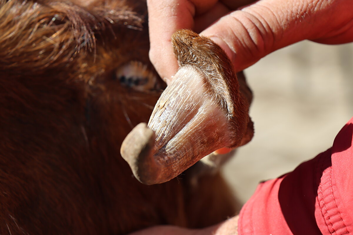 Sadece sol kulağında boynuz bulunan keçi, görenlerin ilgisini çekiyor.<br>