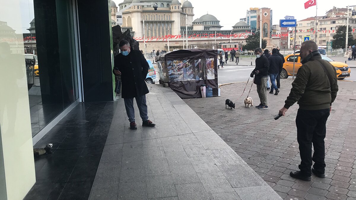 İspanyol Pedro Molina Aparicio Kanarya Adaları'ndan 1 aylık yavru bir gelincik alarak onu evinde beslemeye başladı. Aparicio, Türk arkadaşı Serkan İvedi'nin evdeki Lluna adındaki köpeğinin gelinciği emzirerek beslediğini görünce şaşkına döndü. Köpeklerle birlikte büyüyerek evcilleşen gelincik 2 yaşına geldi. 
