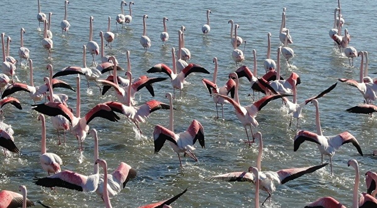 Alanda bir önceki yıla göre 2 katına çıkan flamingo popülasyonu başta doğa fotoğrafçıları olmak üzere kuş gözlemcileri ile doğaseverlerin dikkatini çekmiş durumda.