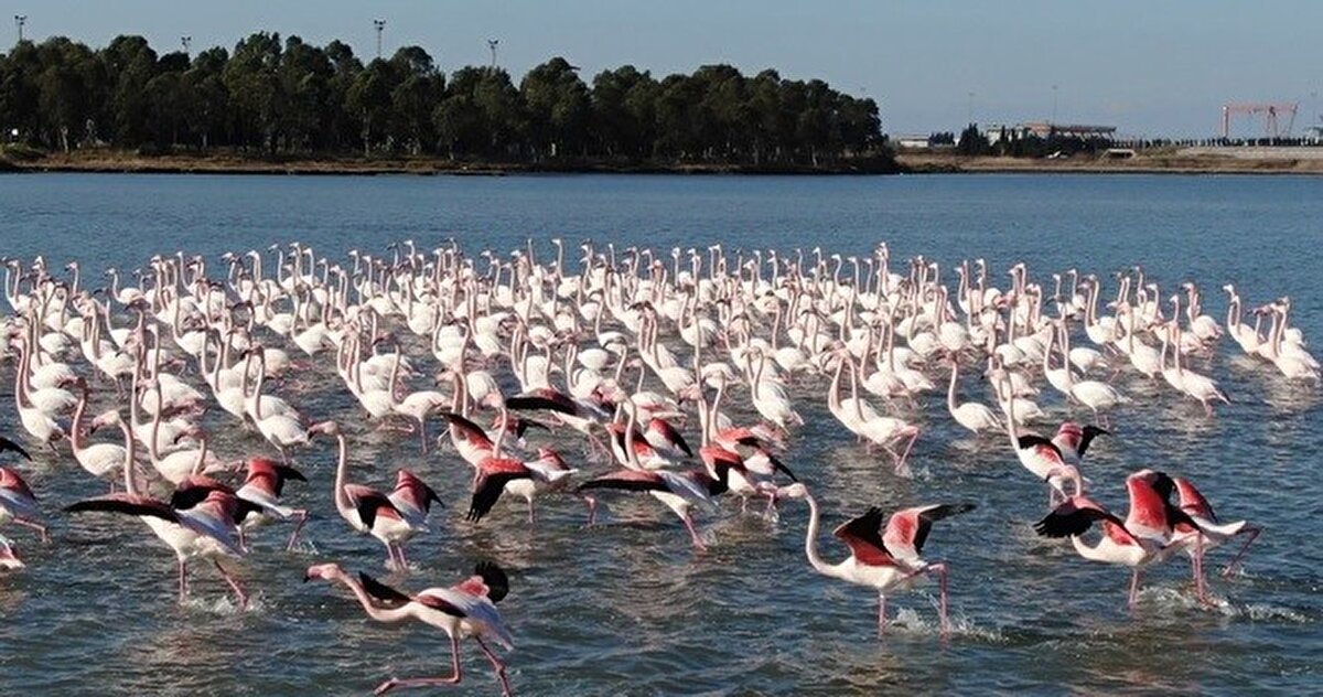Dünyanın ve Türkiye’nin çeşitli bölgelerinden gelen kuş fotoğrafçıları lagünde bulunan türleri fotoğraflayıp arşivlerine ekliyor.