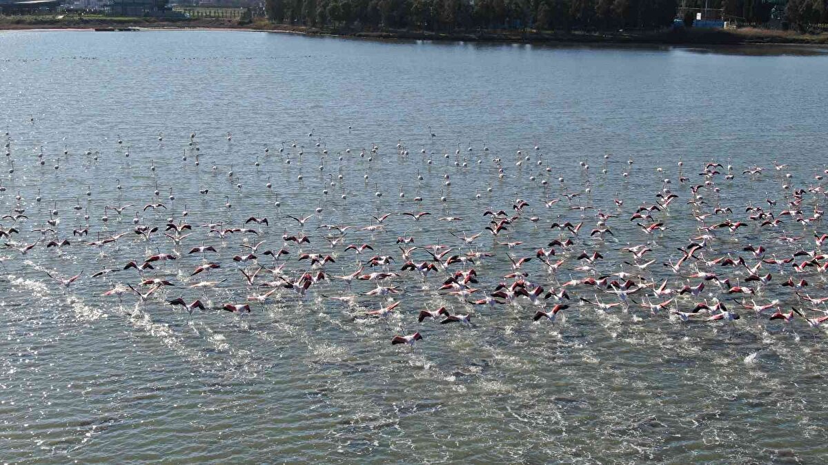 Bugüne kadar bilinen 40 kuş türünün ürediği sulak alan ve çevresinde alana ÖKA (Önemli Kuş Alanı) özelliğini katan karagagalı sumru başta olmak üzere, poyraz kuşu, uzunbacak, küçük halkalı cılıbıt, Akdeniz martısı, gümüş martı, yeşilbaş ördek, bahri, su tavuğu, sakarmeke, dere düdükçünü, sumru gibi su kuşlarının yanında 20 tür ötücü kuşun da alan çevresinde kuluçkaya yattığı biliniyor.