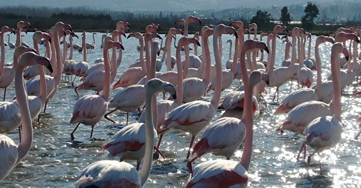 Hersek Lagünü’nün geçmişte av alanı olduğunu hatırlatan Altınova Belediye Başkanı Dr. Metin Oral, “Sulak alan olarak da Türkiye’de ilk 12 alan içerisine girdik. Alanımızın en güzel tarafı, küçük bir alan içerisinde metrekareye düşen kuş sayımızın diğer yerlere göre daha fazla olması. Flamingolar, bizim artık maskotlarımız oldu. Bölgede en fazla flamingo popülasyonuna sahip yerlerden olduk. Her geçen gün ziyaretçi sayımız artıyor" şeklinde konuştu.